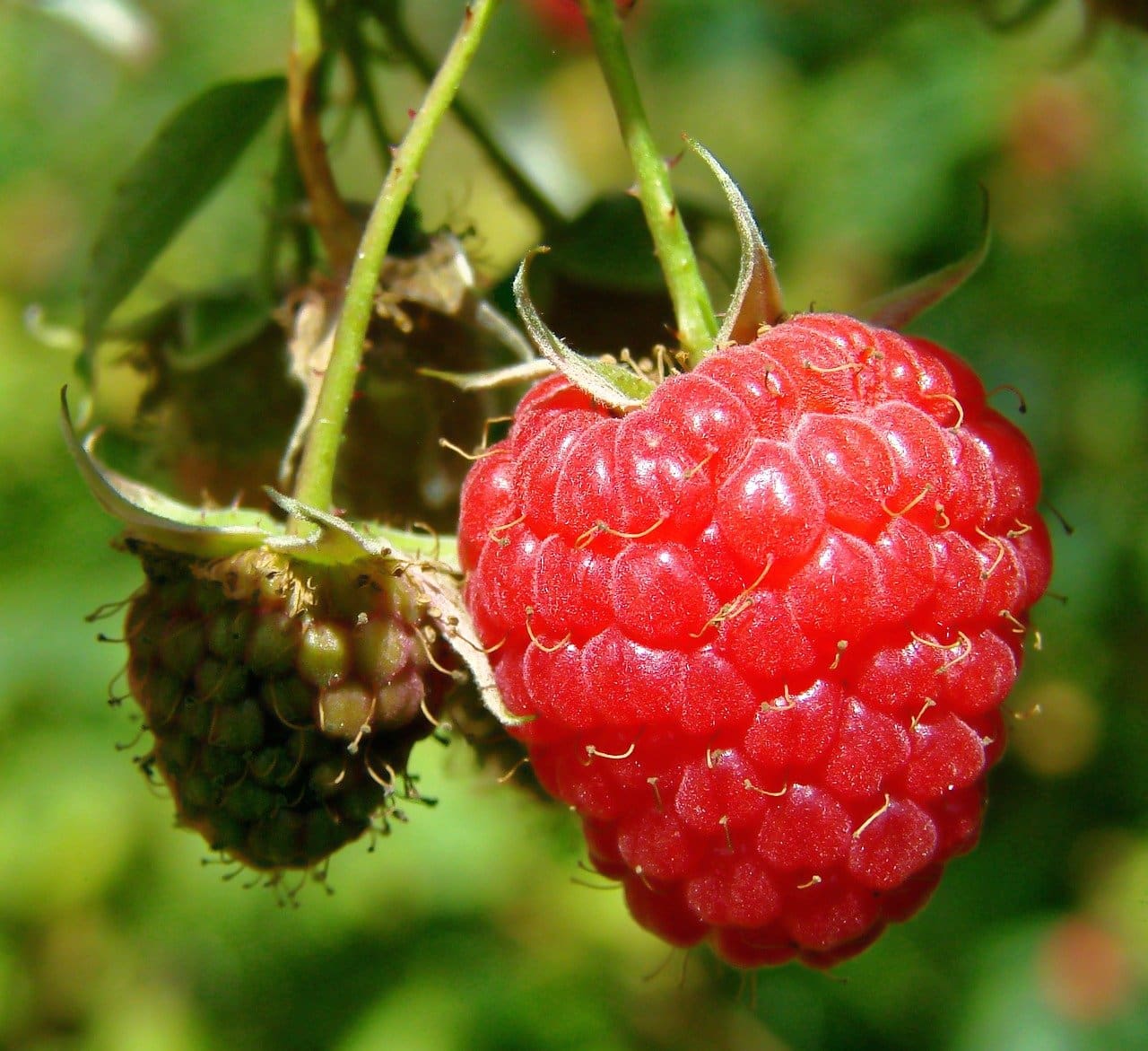 Double Delight Raspberry