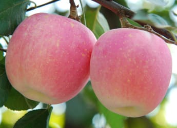 Featured image for “Gloria Apple”