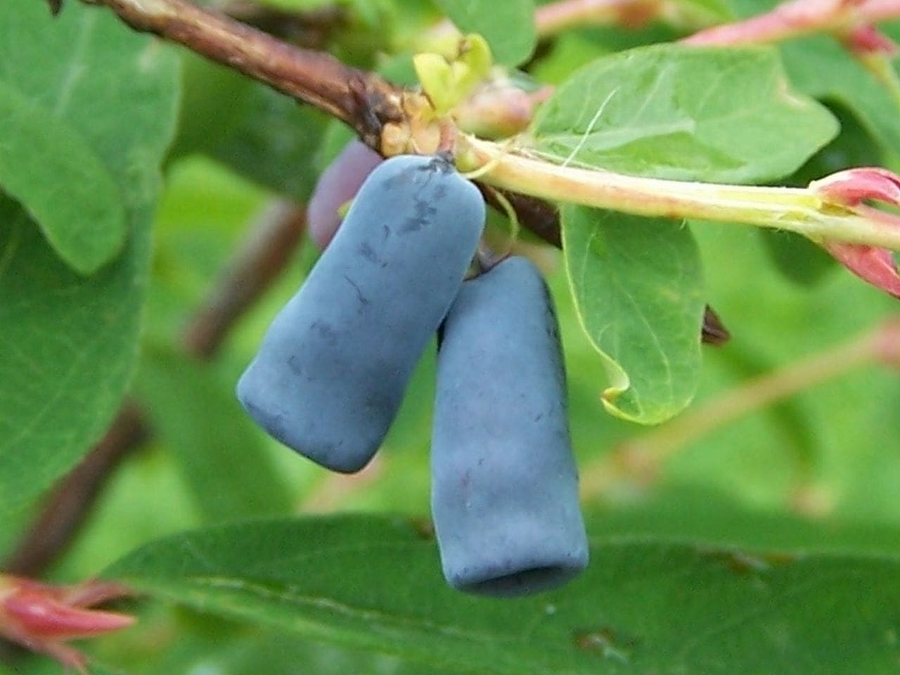 Featured image for “Indigo Gem Haskap Berry”