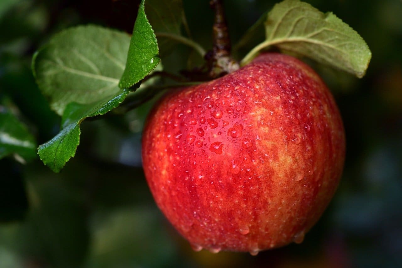 Featured image for “Cider Apples”