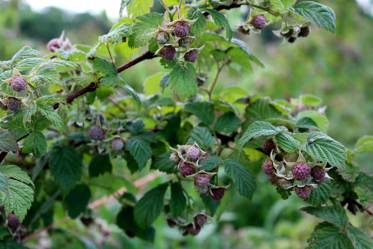 Featured image for “Purple Raspberry”