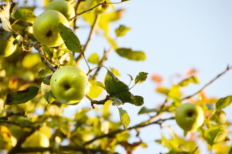 Featured image for “Tolman Sweet Apple”