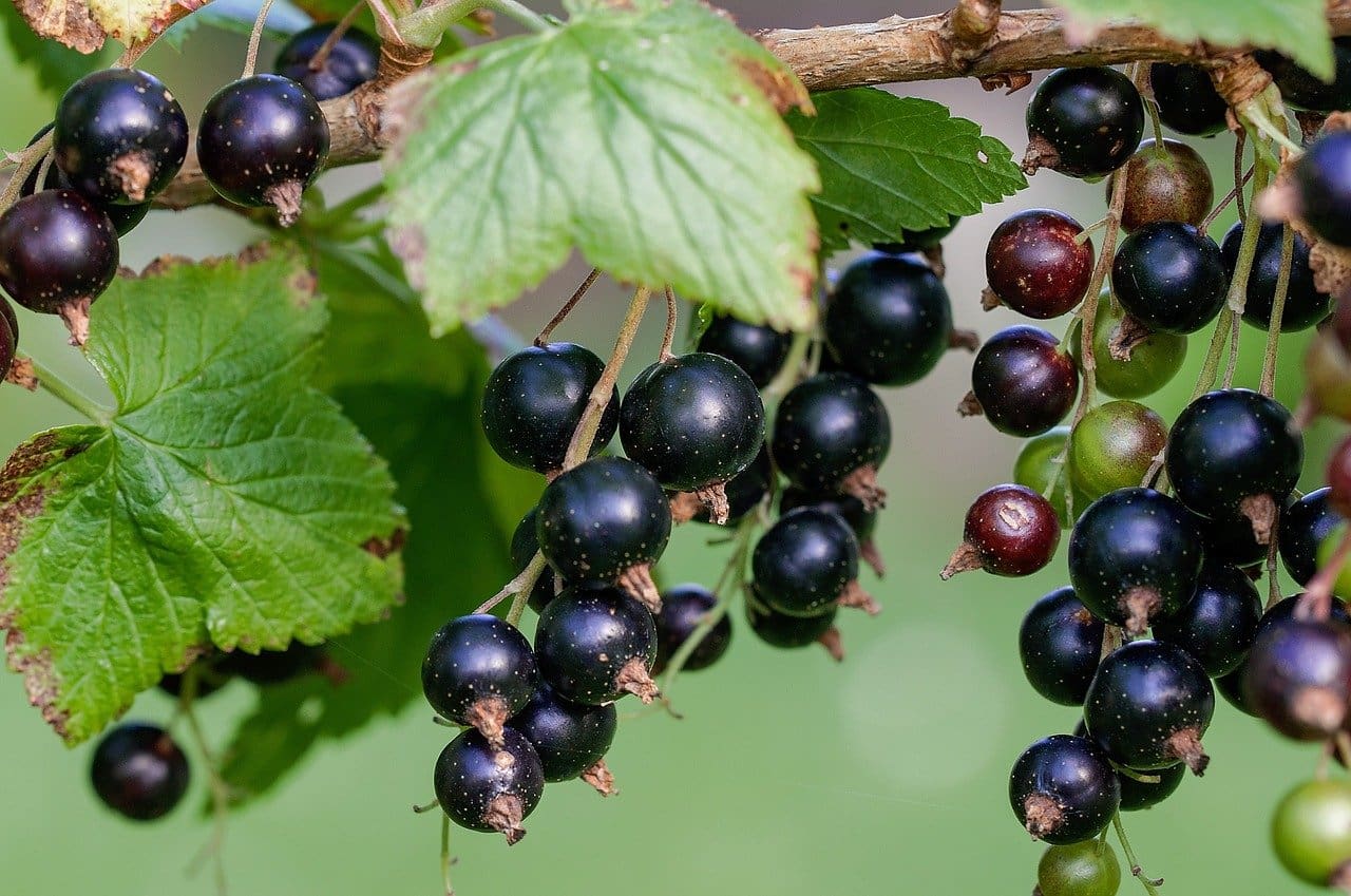 Titania Black Currant