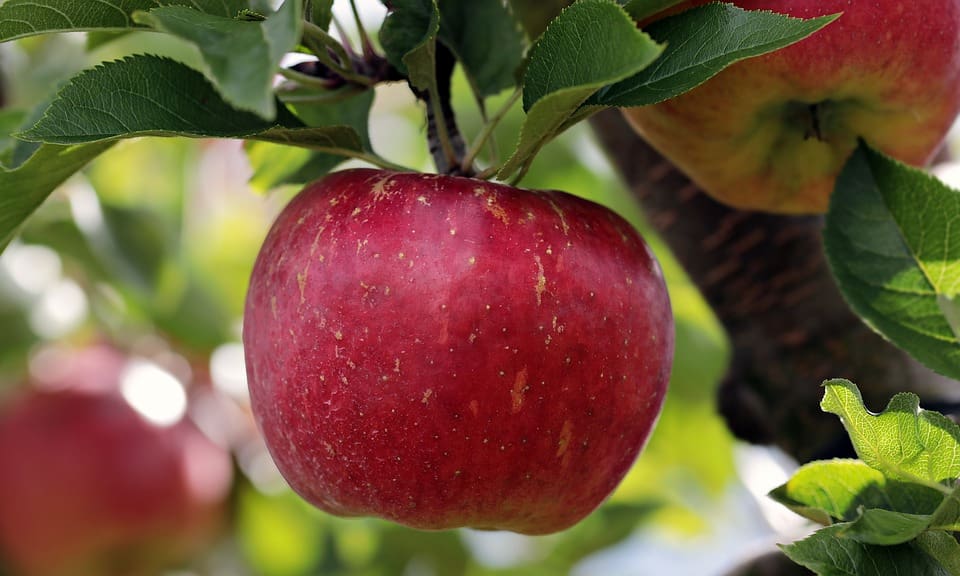 Featured image for “Baking & Cooking Apples”