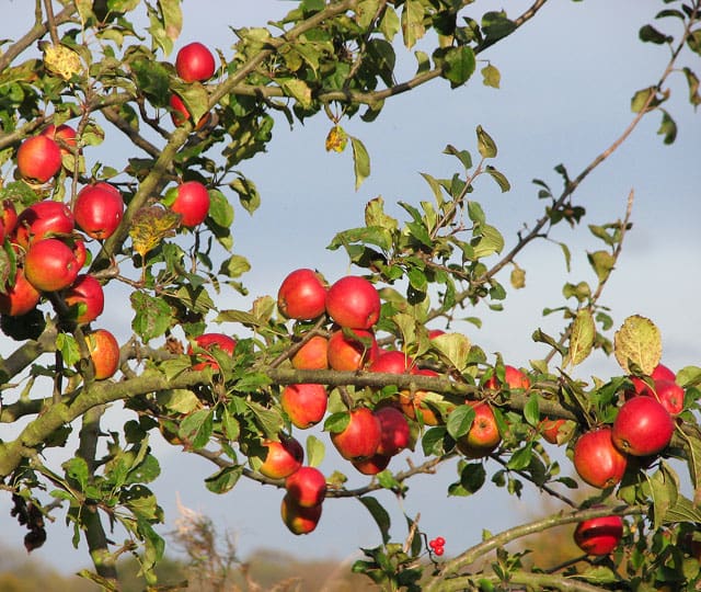 Featured image for “Apples for Jellies & Preserves”