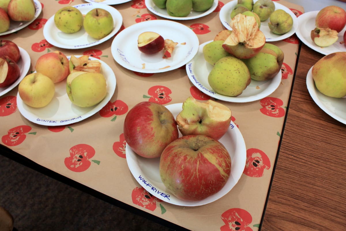 Featured image for “Wolf River Apple”