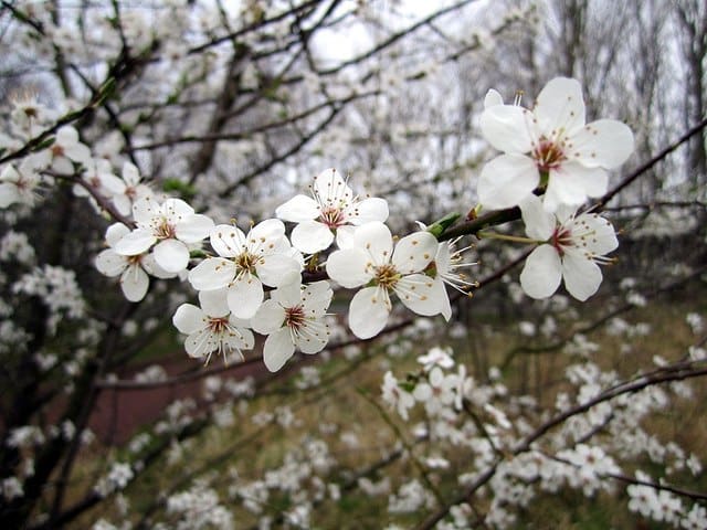 Featured image for “American Plum”