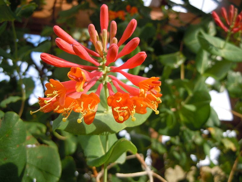 Dropmore Scarlet Honeysuckle