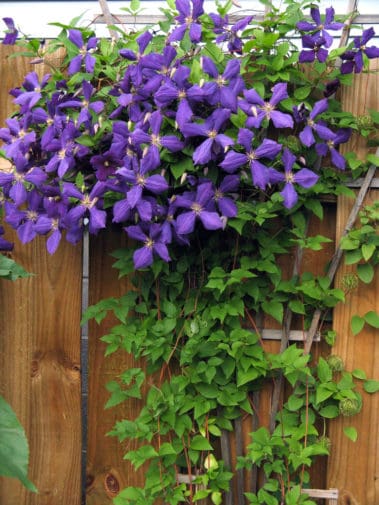 Jackmanii Superba Clematis