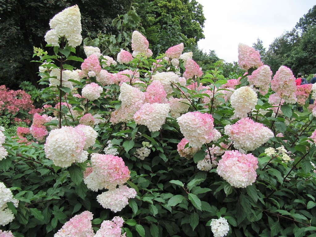 Featured image for “Vanilla Strawberry Hydrangea”