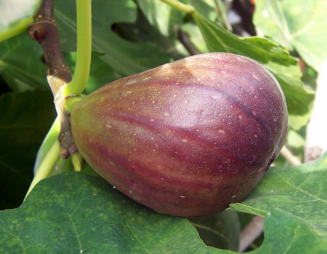 Fig, Neverella