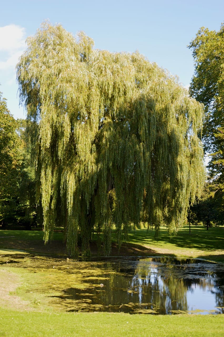 Prairie Cascade Weeping Willow