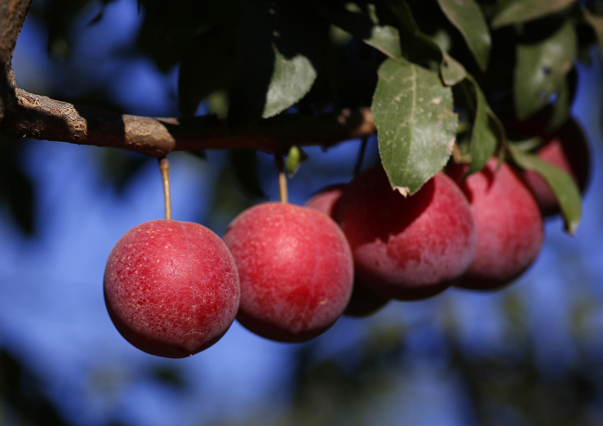 Featured image for “Opata Cherry Plum”