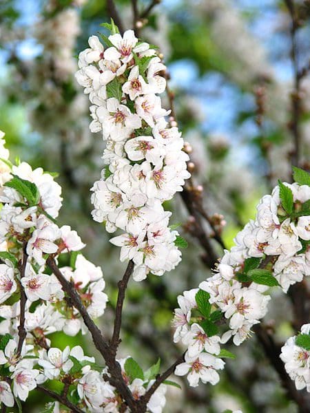 Featured image for “Black Nanking Cherry”