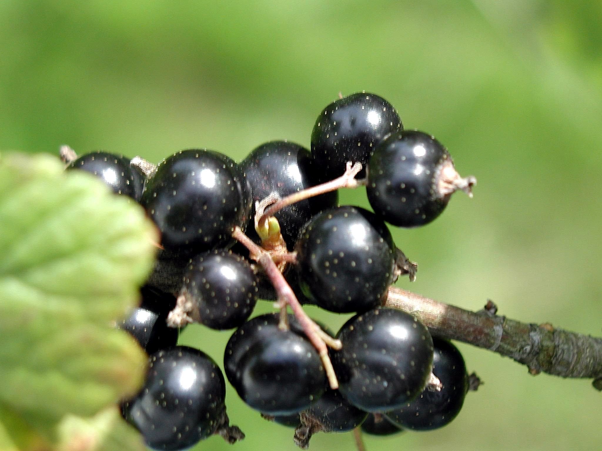 Ben Sarek Black Currant