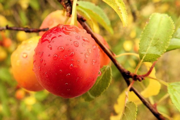 Featured image for “Pipestone Plum”