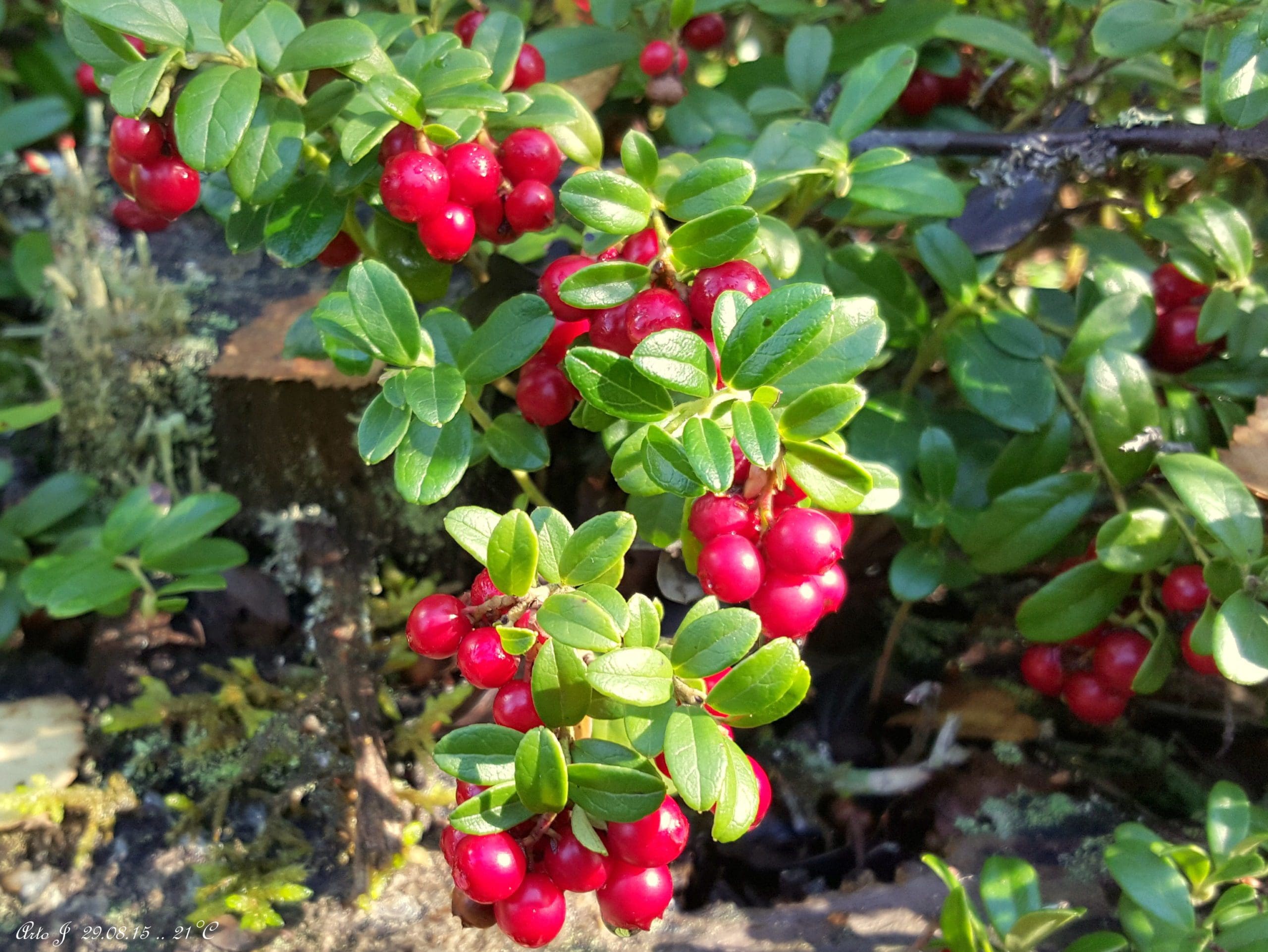Featured image for “Lingonberry Red Candy”