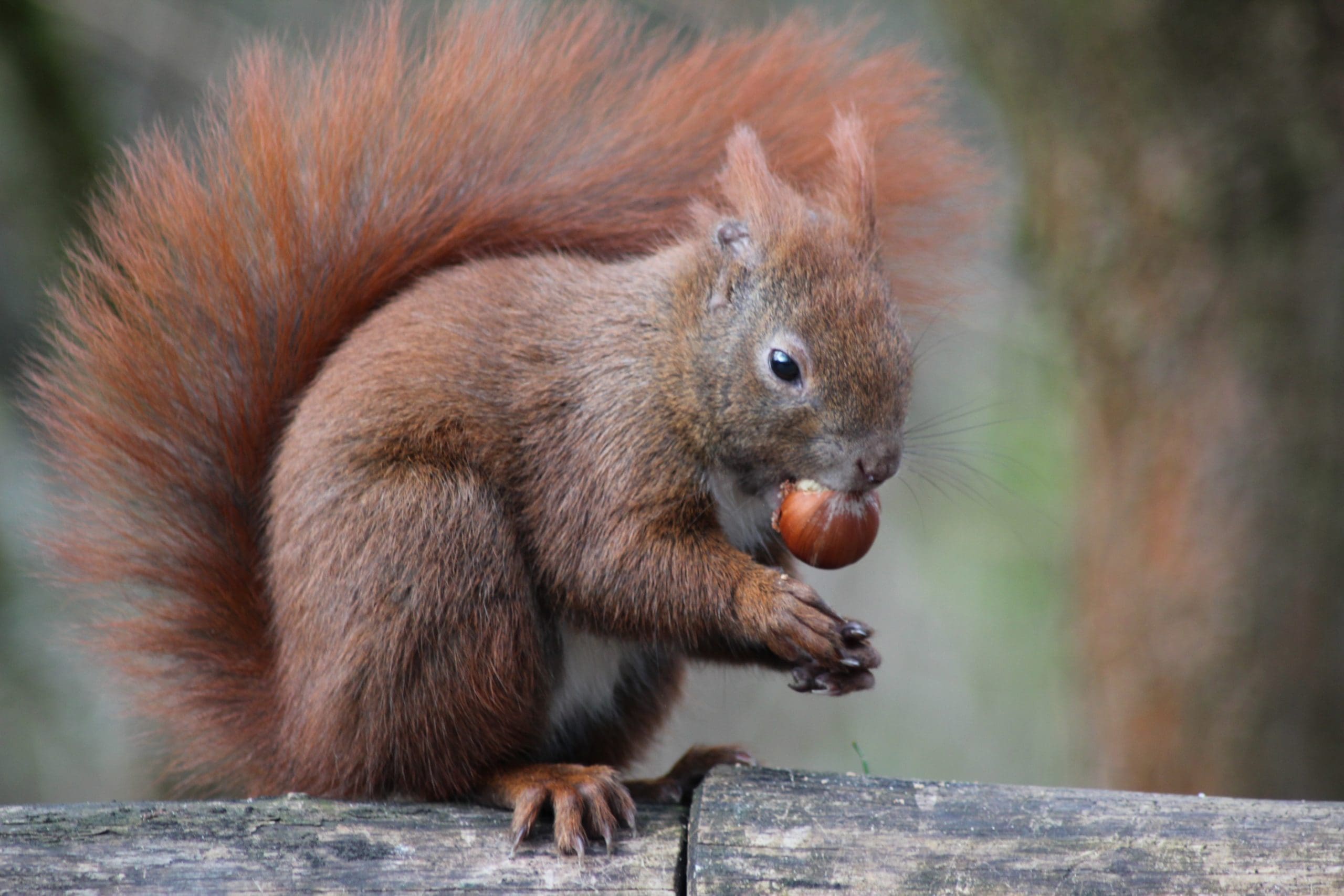 Featured image for “A Grove of Nuts Orchard Package”