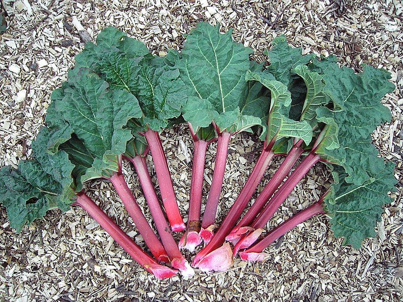 Fast-to-Fruit Orchard Package - Image 4