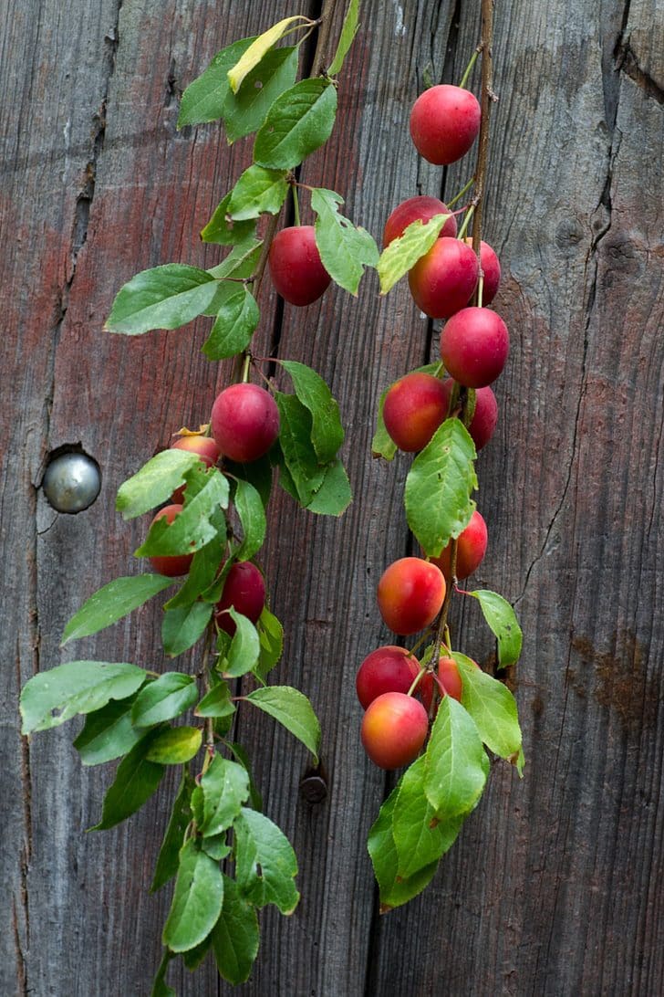 Featured image for “Acme Plum”