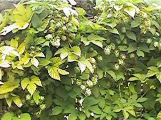 Featured image for “Golden Hops”