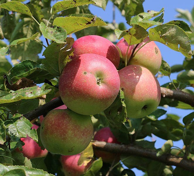 Featured image for “Westland Apple”