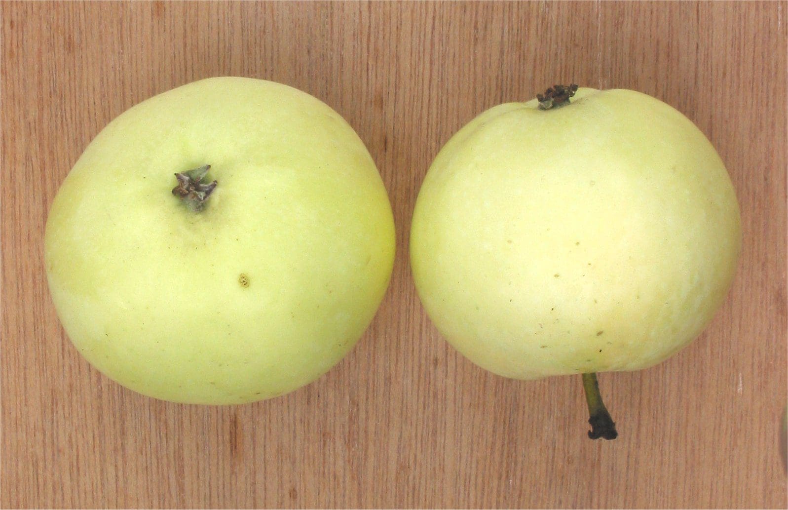 Featured image for “Yellow Transparent Apple”