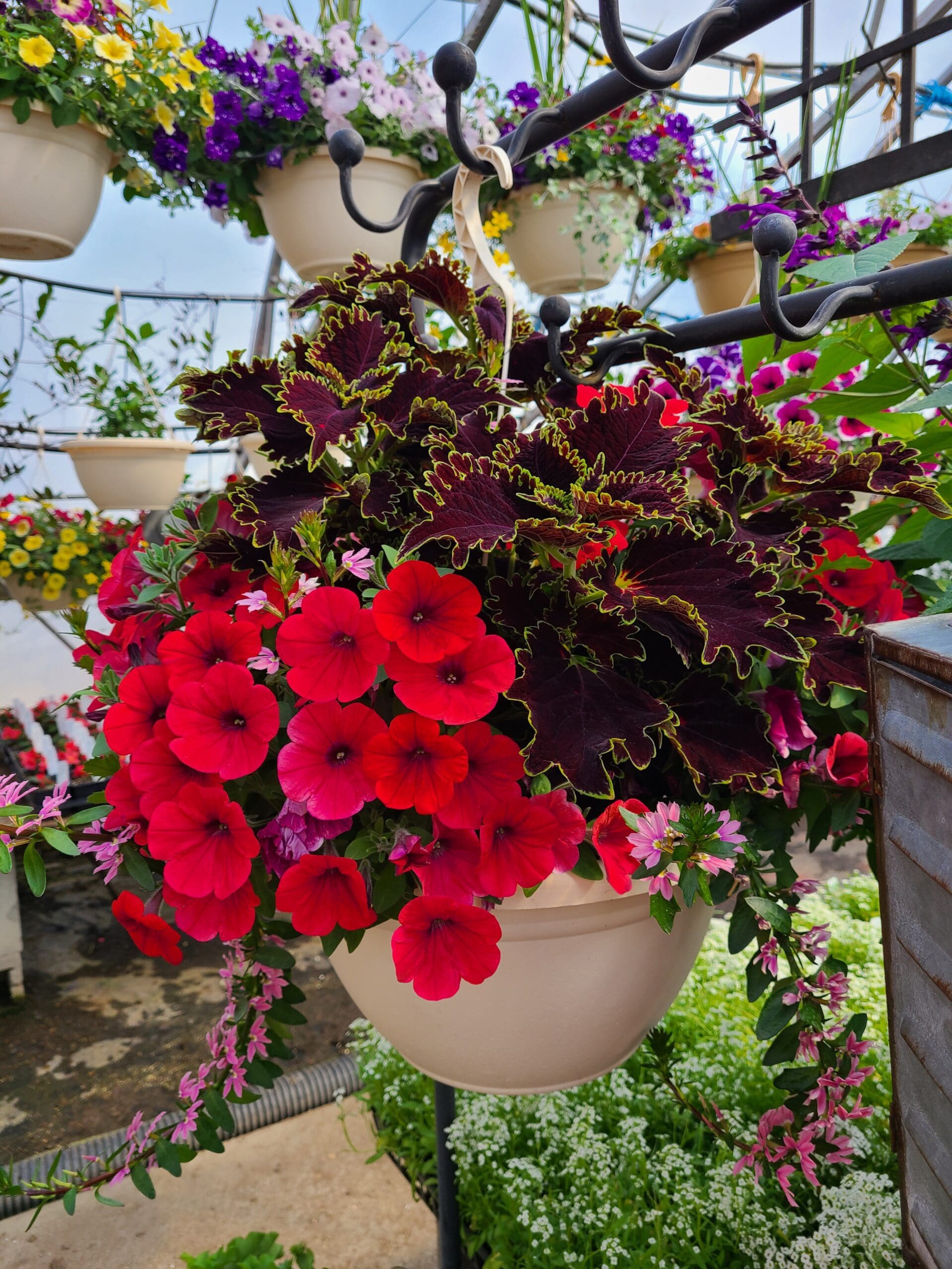 Best of Both Worlds Hanging Basket