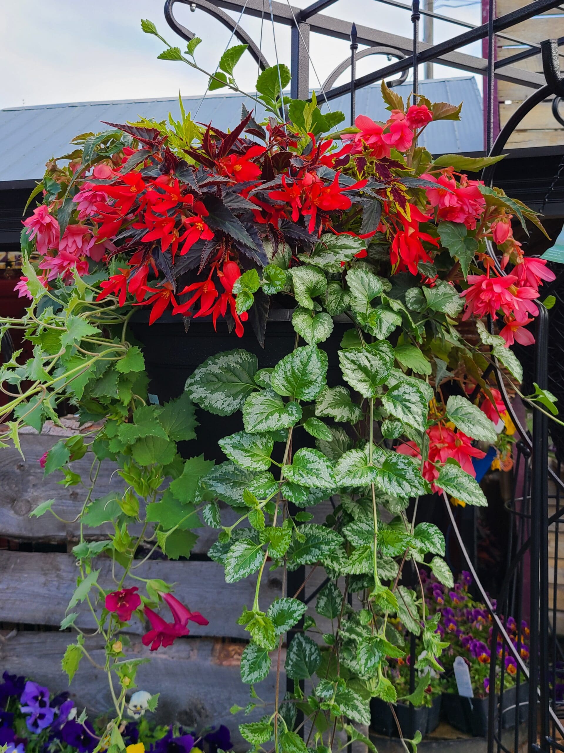 Made for the Shade Hanging Basket