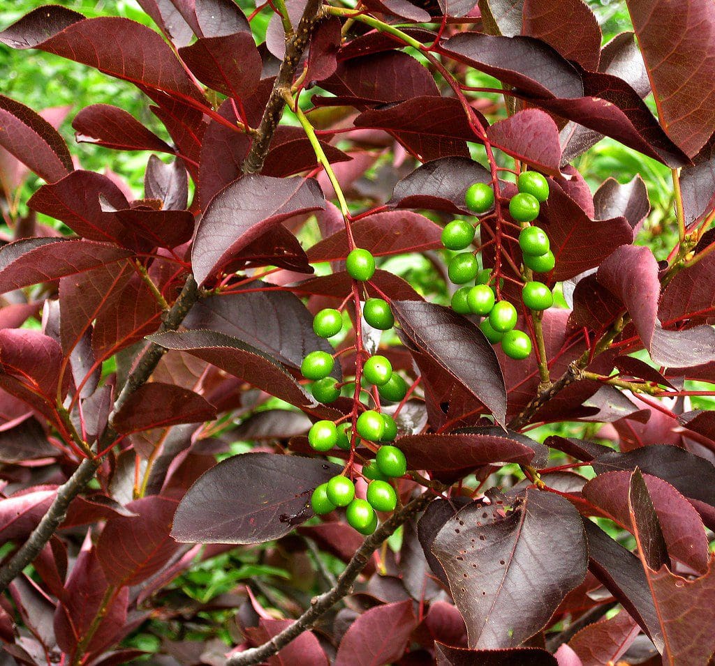 Featured image for “Resolute Chokecherry”