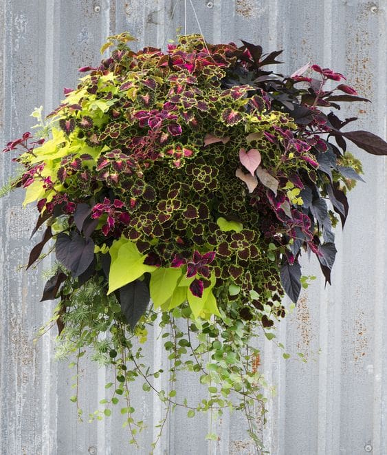 Fancy Foliage Designer Hanging Basket