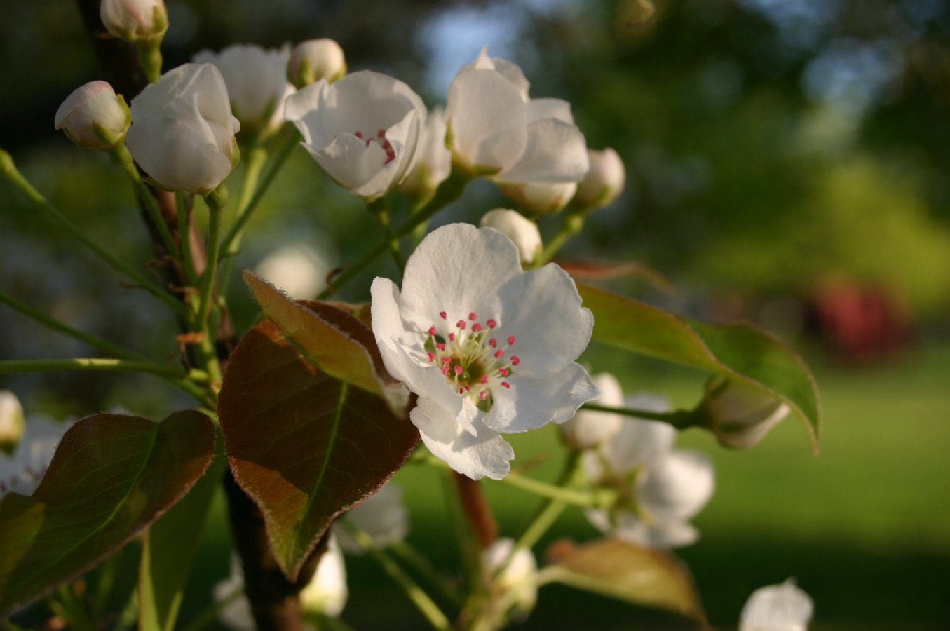 Featured image for “Rootstock: Ussurian Pear”
