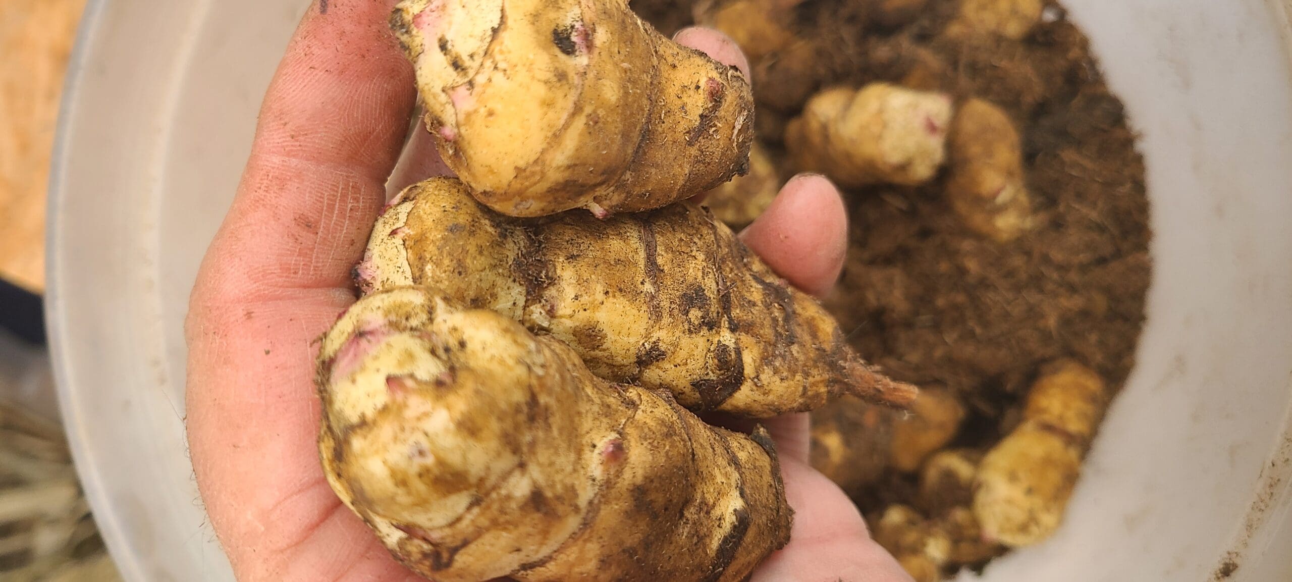 Artichoke Jerusalem Corlis Bolton Haynes