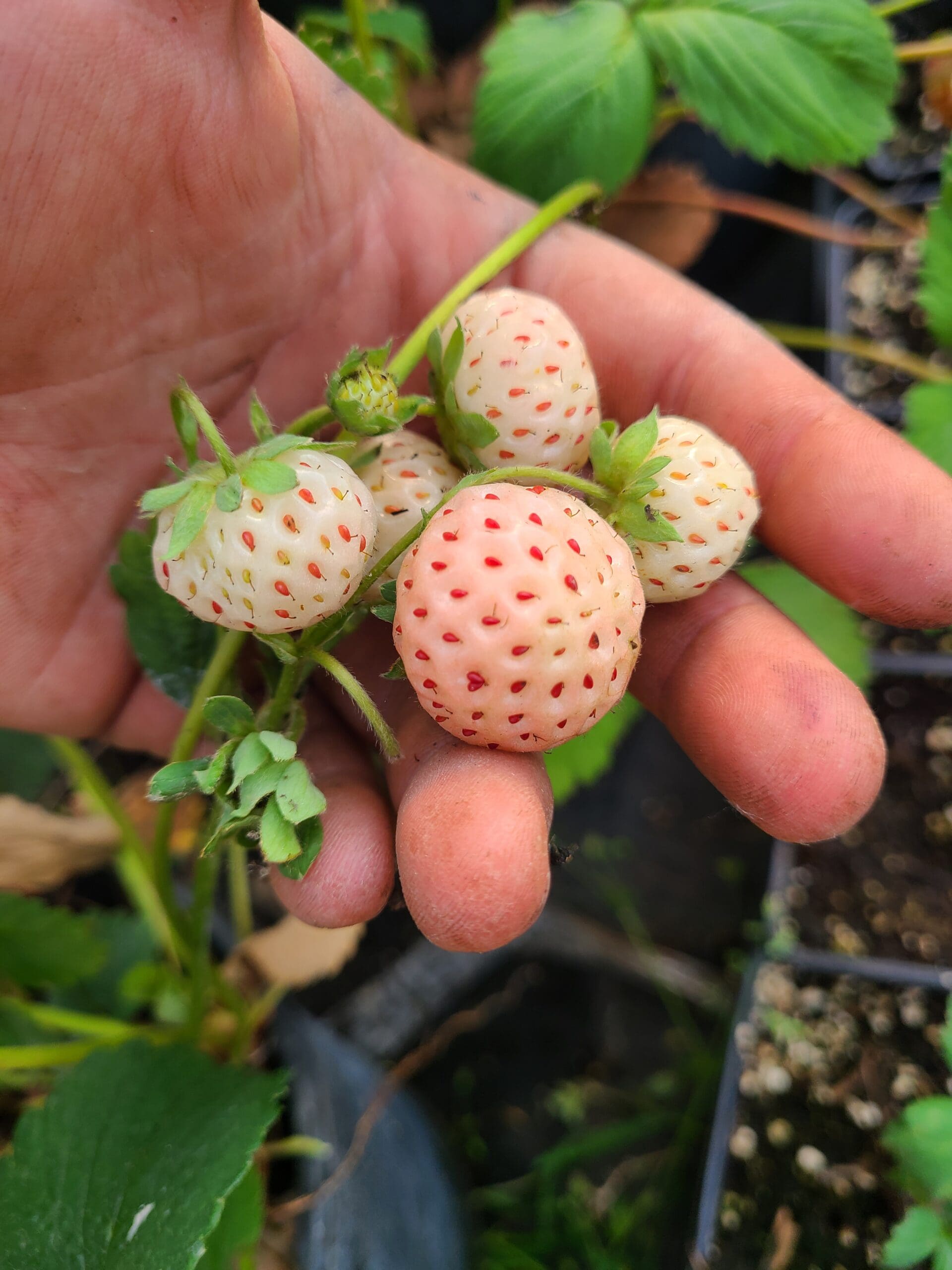 Flamingo Strawberry
