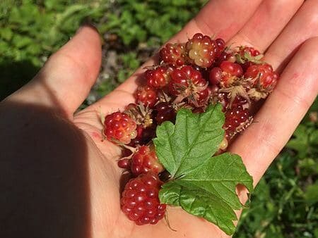 Featured image for “Arctic Raspberry – Anna”