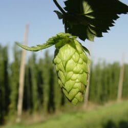 Humulus - Hops