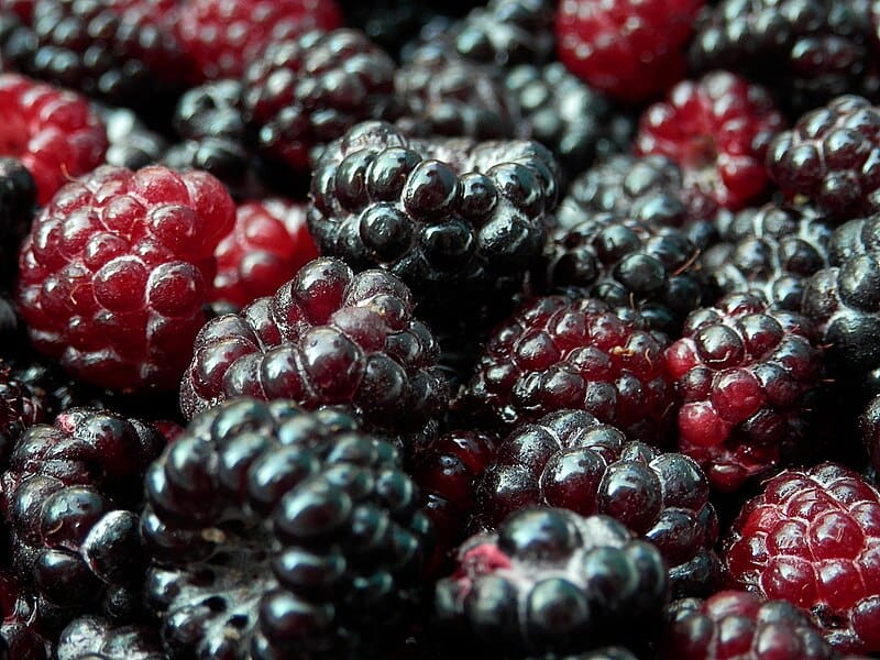Jewel Black Raspberry