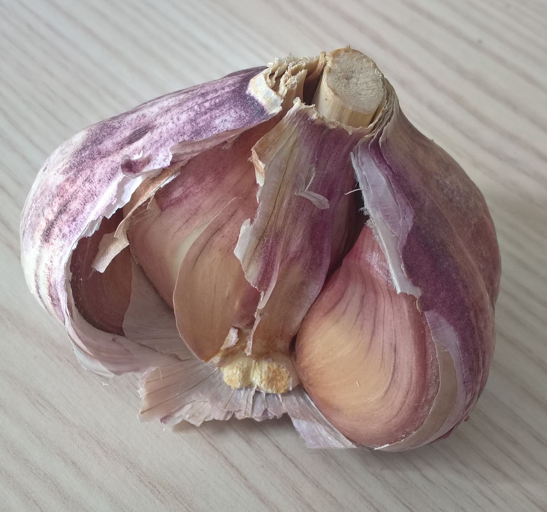 Featured image for “Seed Garlic – Russian Red”