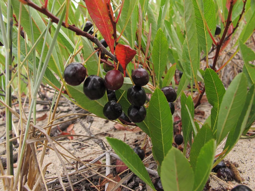 Rocky Mountain Sand Cherry