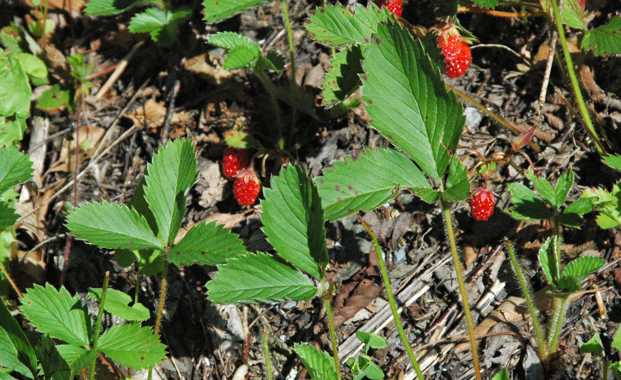 Featured image for “Wild Strawberry”