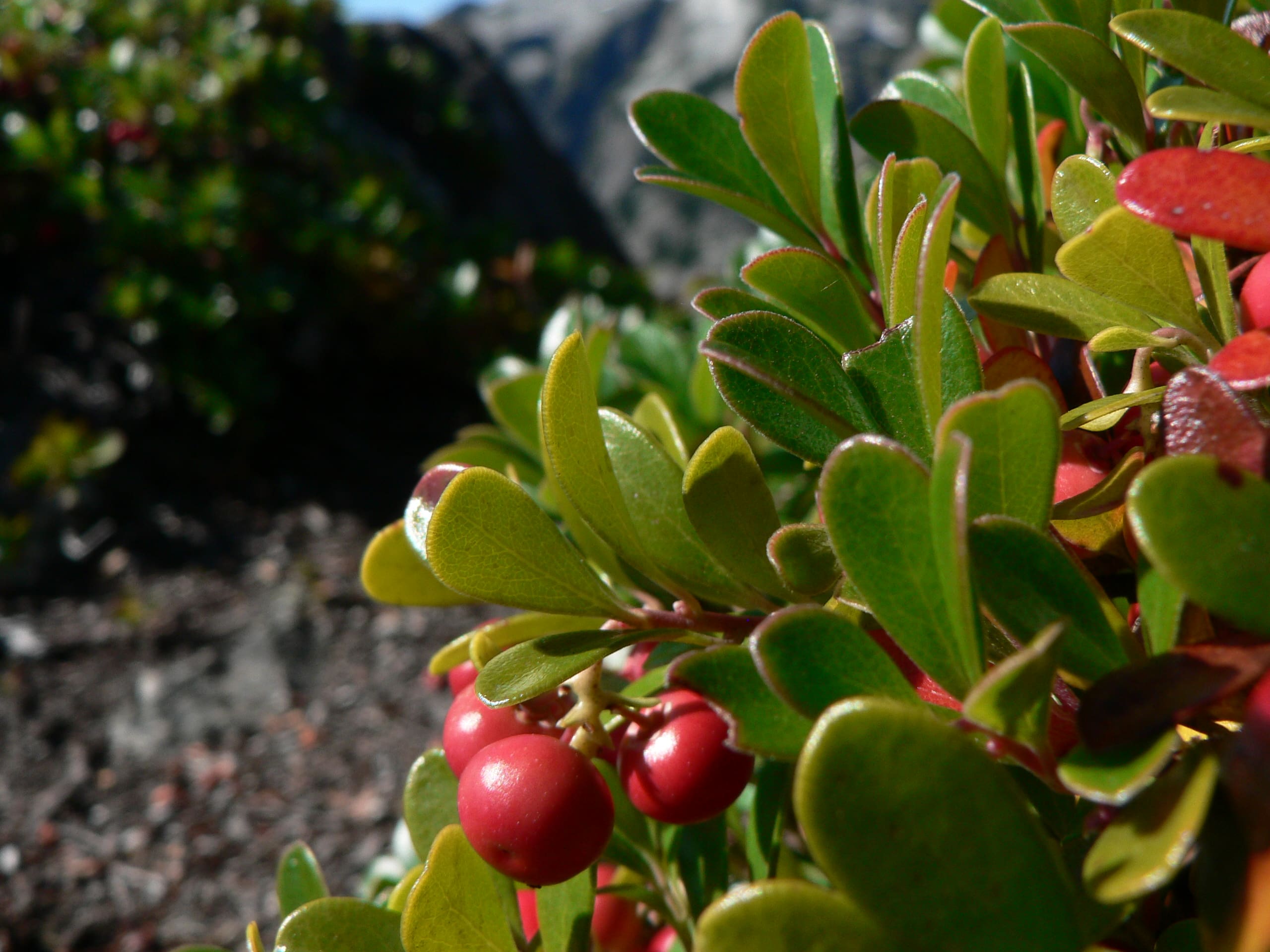 Featured image for “Traditional Plants 4-Pack”
