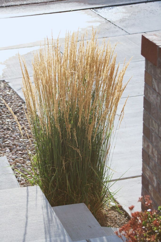 Karl Foerster's Feather Reed Grass