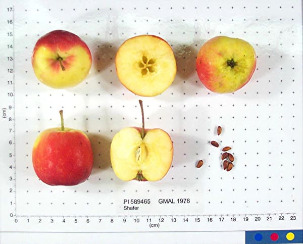 Featured image for “Shafer Applecrab”