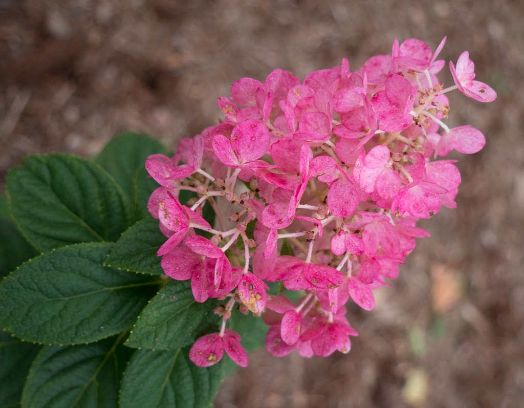 Hydrangea flower in full bloom with bright pink flowers and deep green petals.