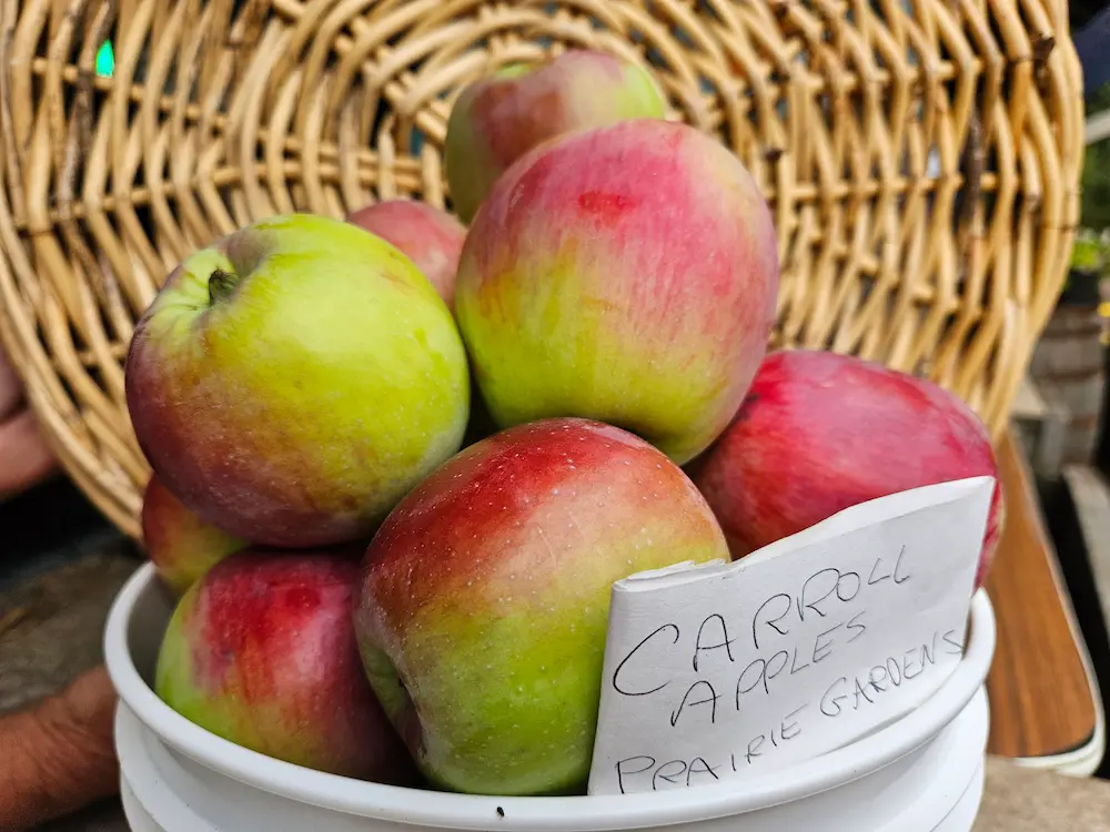 Featured image for “Carroll Apple”