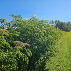 Sambucus - Elderberry