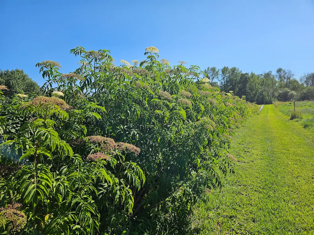 Featured image for “Elderberry, Bob Gordon”