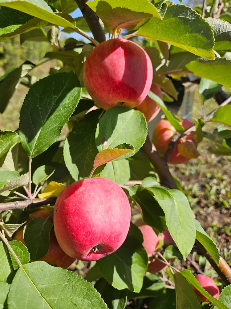 Featured image for “Dwarf Red Gemini Apple”