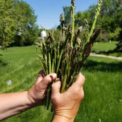 Asparagus