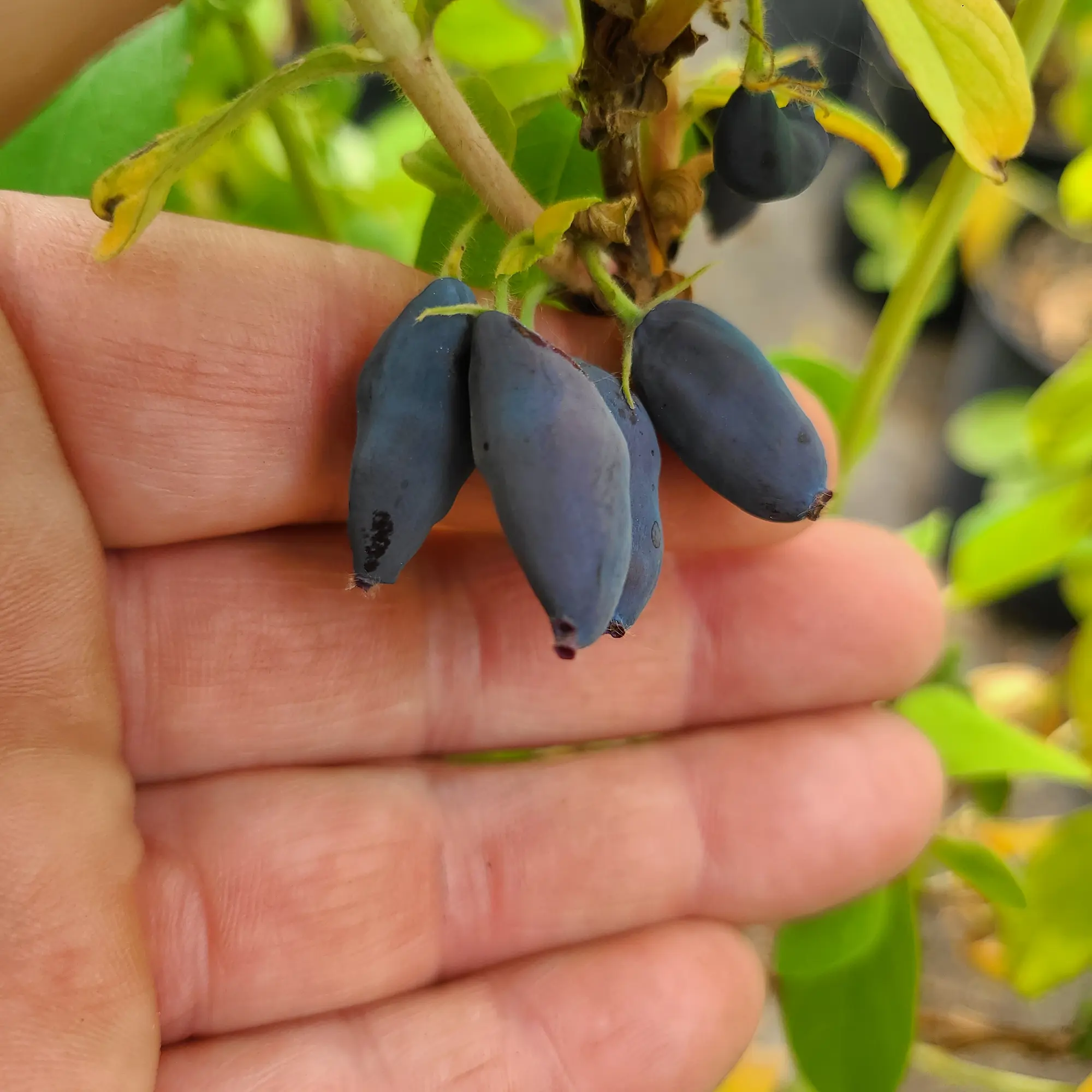 Harvest of Honeyberries Orchard Package - Image 2